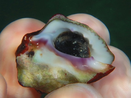 Deltoid Rock Shell