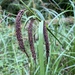 Carex obnupta - Photo (c) Sydney Fisher Larson, כל הזכויות שמורות, uploaded by Sydney Fisher Larson