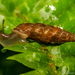 Two Lipped Door Snail - Photo (c) Oliver Drescher, all rights reserved, uploaded by Oliver Drescher