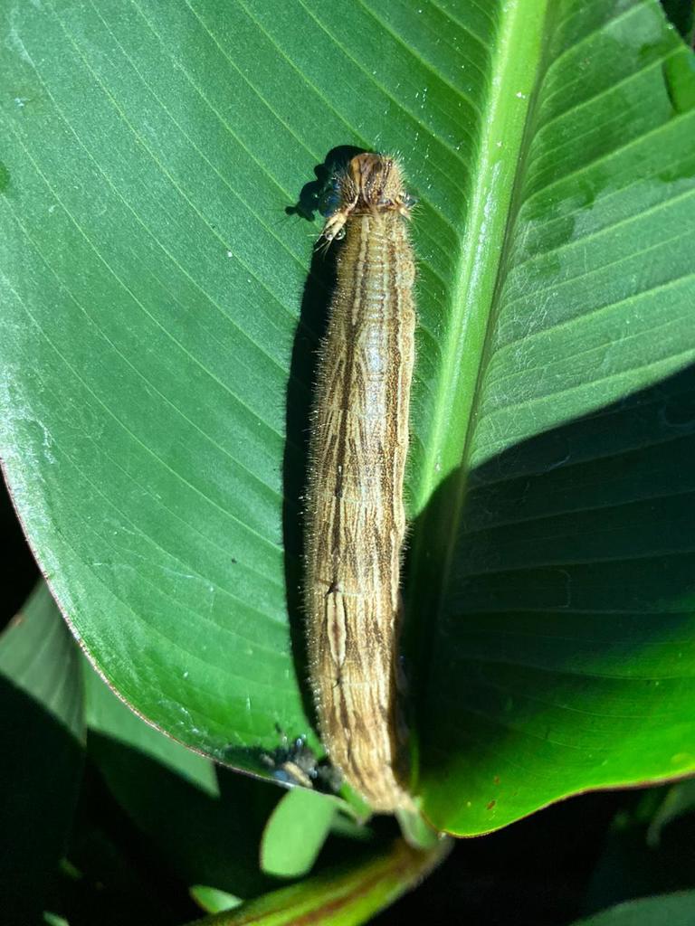 Caligo telamonius - Wikipedia