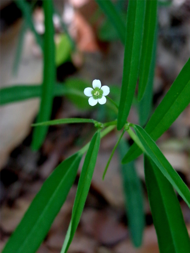Euphorbia montereyana