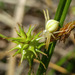 Carex Sect. Ceratocystis - Photo (c) Tony deGroot, all rights reserved, uploaded by Tony deGroot