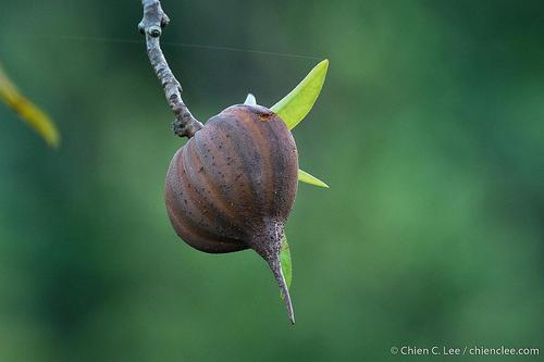Pelliciera rhizophorae - Leaves