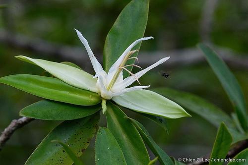 Pelliciera rhizophorae - Whole tree