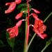 Alpinia glabra - Photo (c) Chien Lee, all rights reserved, uploaded by Chien Lee