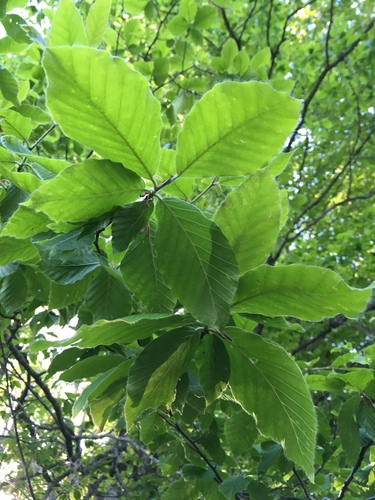 Oriental Beech