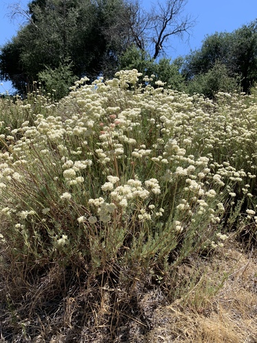California Buckwheat
