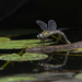 Nasiaeschna pentacantha - Photo (c) Owen Ridgen, todos os direitos reservados, enviado por Owen Ridgen