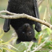 Black Flying Fox - Photo (c) Karly F, all rights reserved, uploaded by Karly F