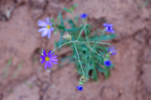 Dieteria bigelovii var. commixta