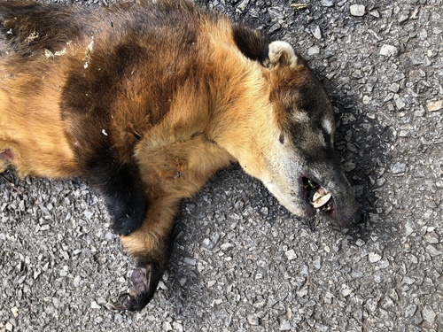 South American Coati