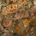 Stripetail Rockfish - Photo (c) Lauren Wilson, all rights reserved, uploaded by Lauren Wilson