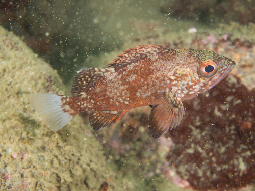 Vermilion Rockfish