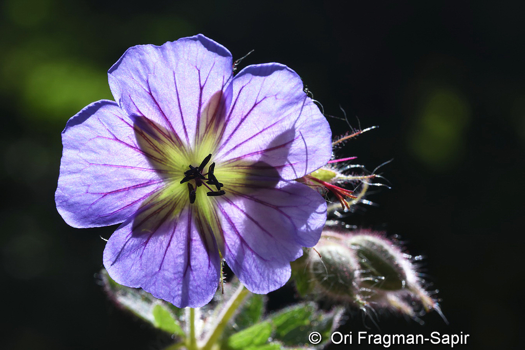 Broad-petalled cranesbill
