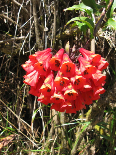 Bomarea hirsuta image