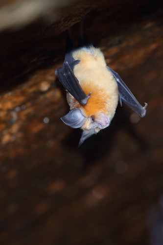 Mehely's horseshoe bat