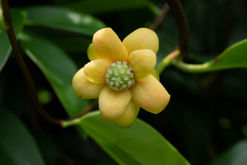 Long-stalk kadsura (Kadsura longipedunculata)