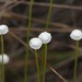 Flattened Pipewort - Photo (c) Will Chatfield-Taylor, all rights reserved, uploaded by Will Chatfield-Taylor