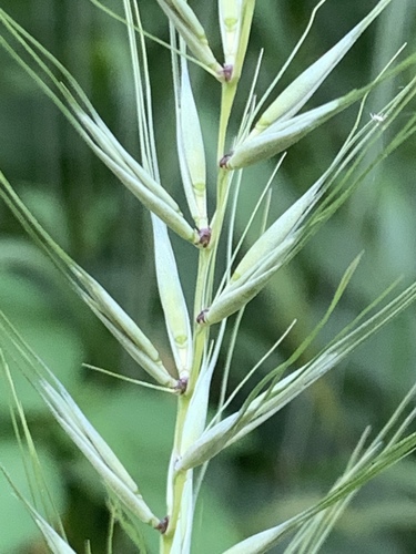 Bottlebrush Grass (Elymus hystrix) · iNaturalist