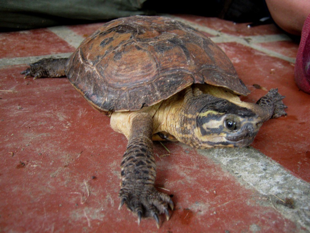 Large-nosed Wood Turtle (Rhinoclemmys nasuta) · iNaturalist