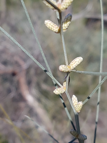 Acacia ephedroides