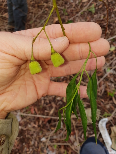 Codonocarpus attenuatus