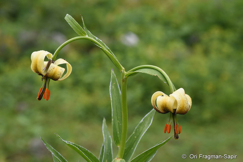 Lilium ciliatum