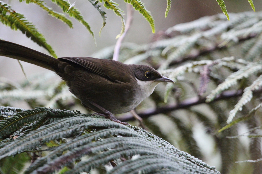 Eastern Chat-Tanager photo