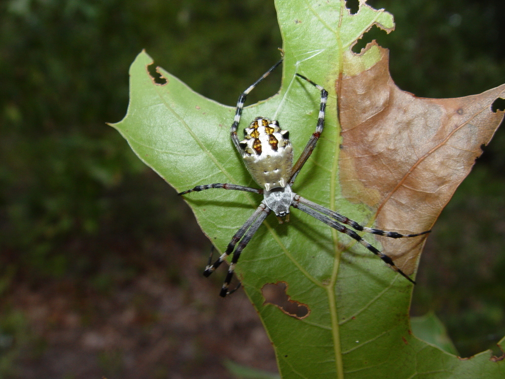 Florida Garden Spider from Kershaw County, SC, USA on July 27, 2003 by ...