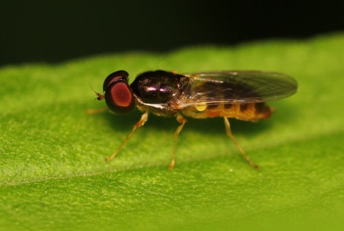 Cephalochrysa canadensis · iNaturalist