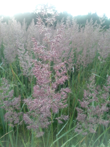 Smiltyninis lendrūnas