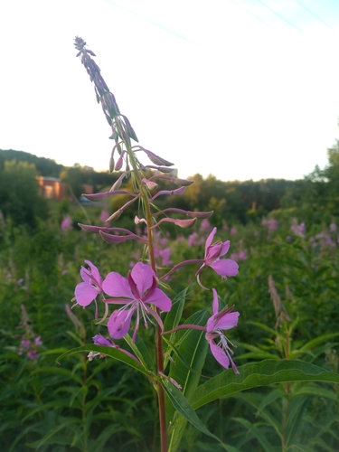 Siauralapis gaurometis