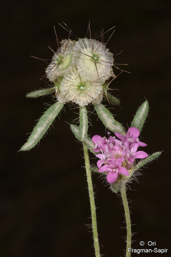 Lomelosia micrantha