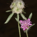 Lomelosia micrantha - Photo (c) Ori Fragman-Sapir, all rights reserved, uploaded by Ori Fragman-Sapir