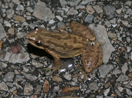 Western Chorus Frog