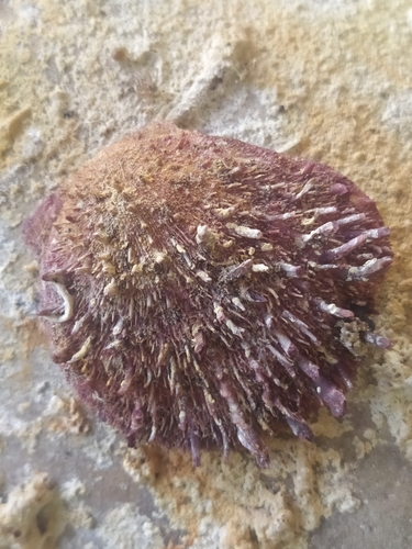 Spondylus gaederopus Linnaeus, 1758