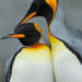 國王企鵝 - Photo 由 Marc Faucher 所上傳的 (c) Marc Faucher，保留所有權利