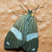 Nebulosa cistrinoides - Photo (c) Peter Hoell, todos los derechos reservados, uploaded by Peter Hoell