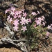 Cold Desert Phlox - Photo (c) Tim Crawford, all rights reserved, uploaded by Tim Crawford