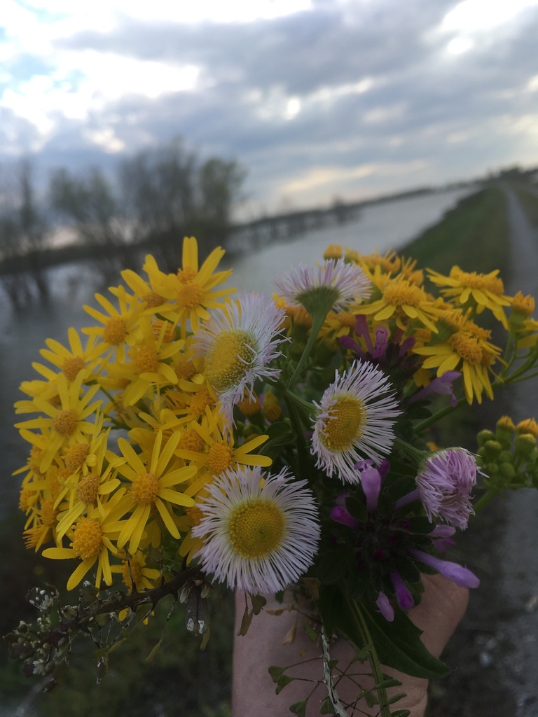 philadelphia-fleabane-from-portage-des-sioux-mo-us-on-april-27-2020