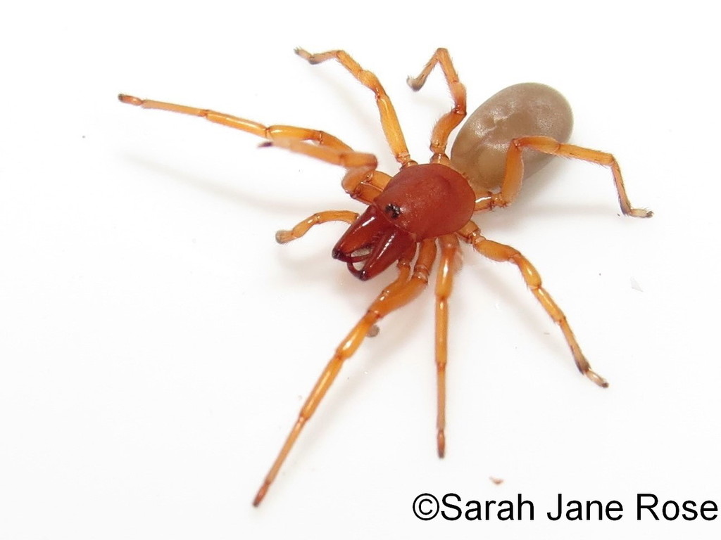 Woodlouse Spider from Westbrooke-Heritage, Columbus, OH 43026, USA on ...