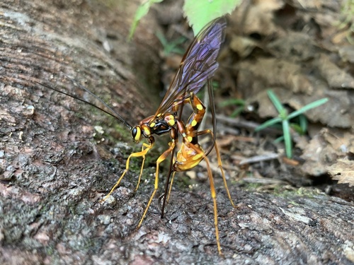 特大　Ancogona jamesoni  Norton\u0027s Giant Ichneumonid Wasp (Megarhyssa nortoni) · iNaturalist