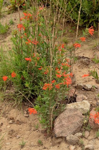 firecrackerbush