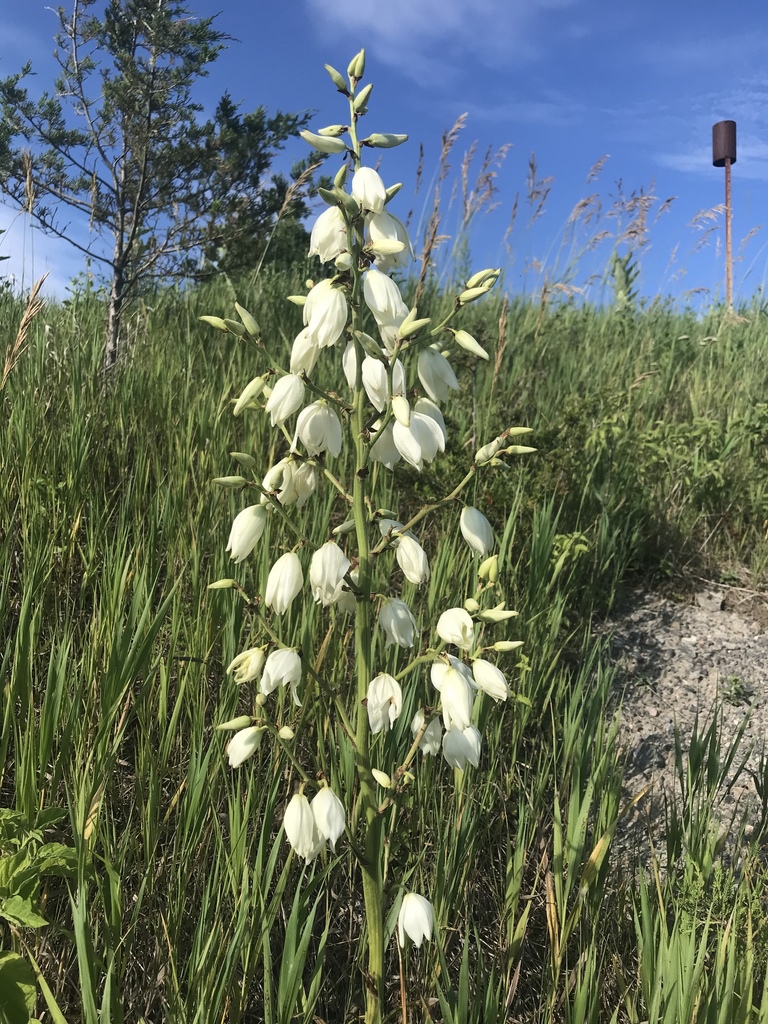 common yucca (Yucca filamentosa) · iNaturalist