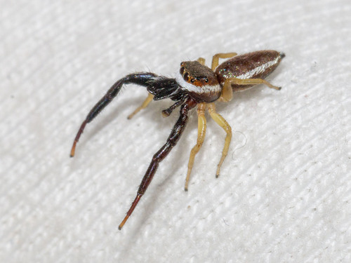 Common Hentz Jumping Spider