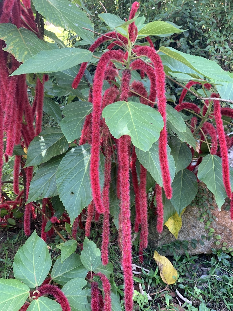 Chenille plant