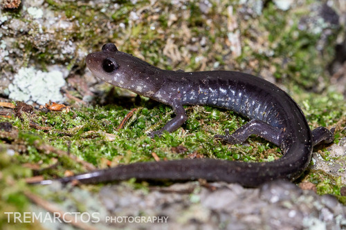 Wehrle's Salamander