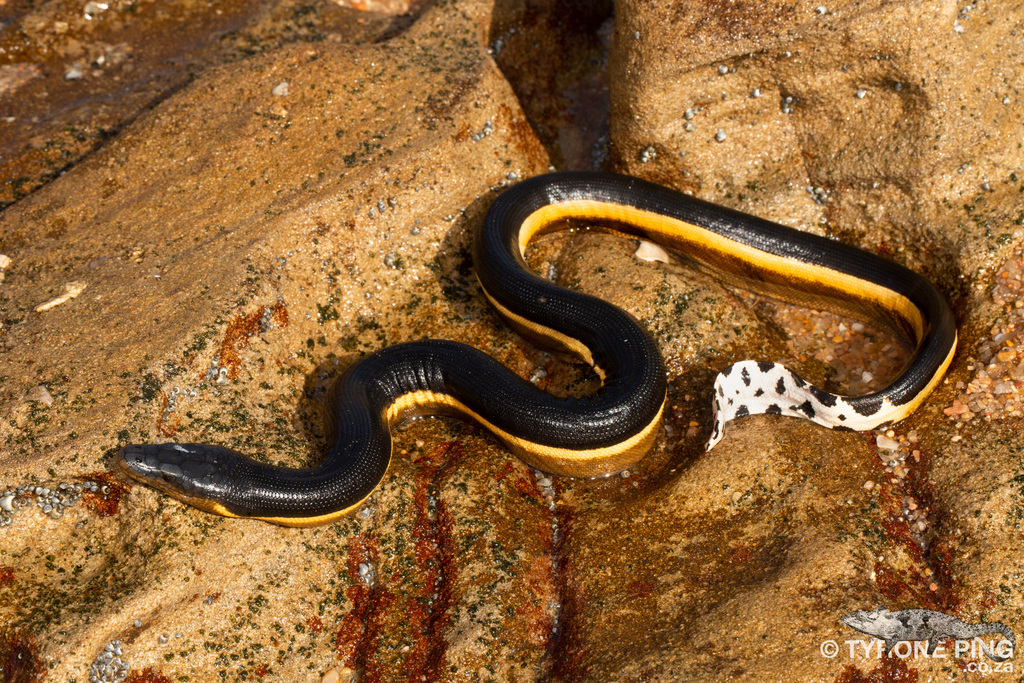 Yellow-bellied sea snake