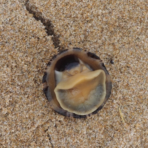 Patella rustica