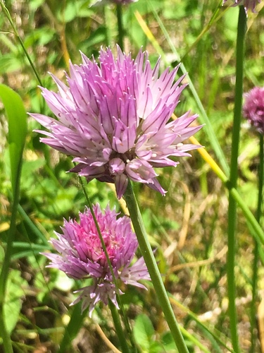 Chives